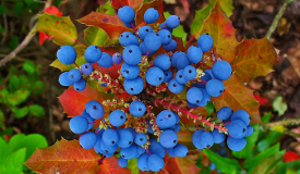 Berberis aquifolium